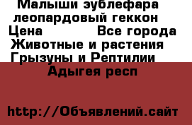 Малыши эублефара ( леопардовый геккон) › Цена ­ 1 500 - Все города Животные и растения » Грызуны и Рептилии   . Адыгея респ.